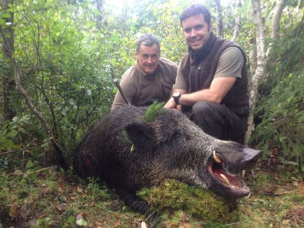 Chasse au Sanglier