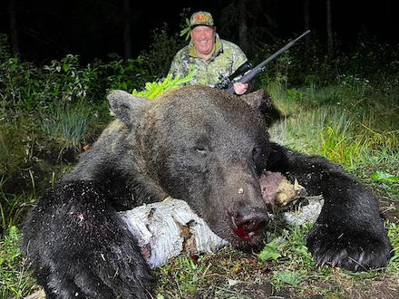 Chasse à l'Ours Brun